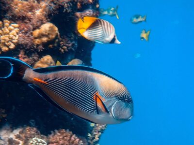 Marsa Alam bei Dive Tour buchen