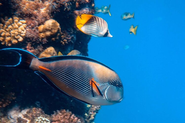 Marsa Alam bei Dive Tour buchen