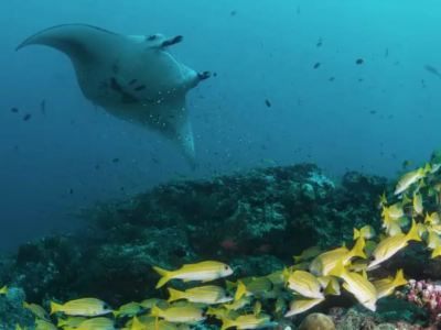 Euro-Divers Vilamendhoo Manta