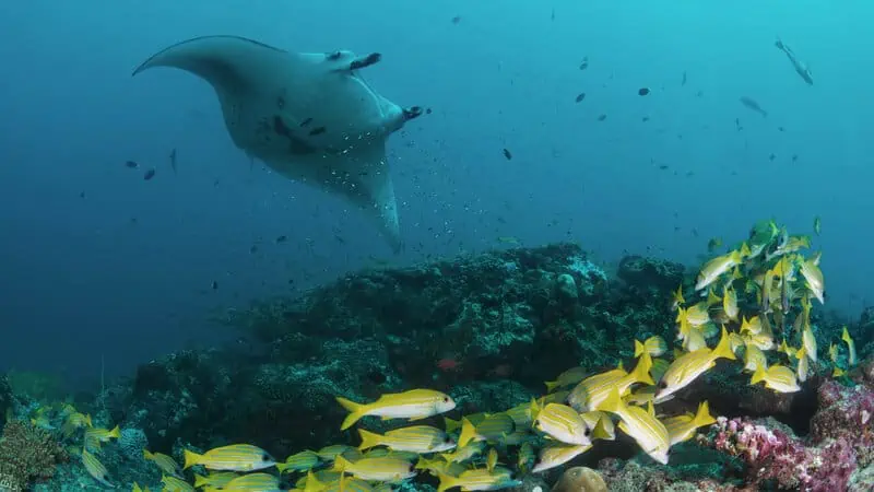 Euro-Divers Vilamendhoo Manta