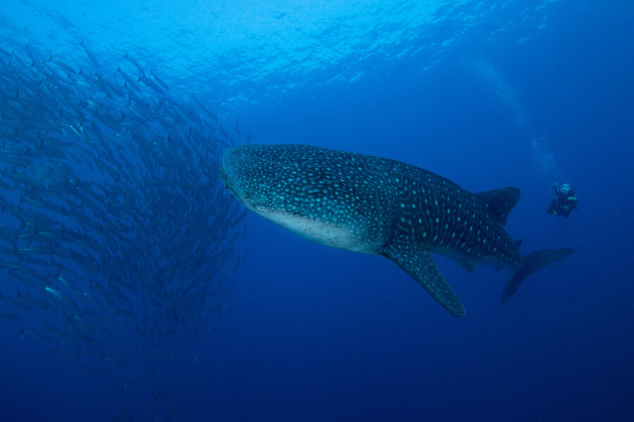 Walhaie entdecken mit Dive Tour