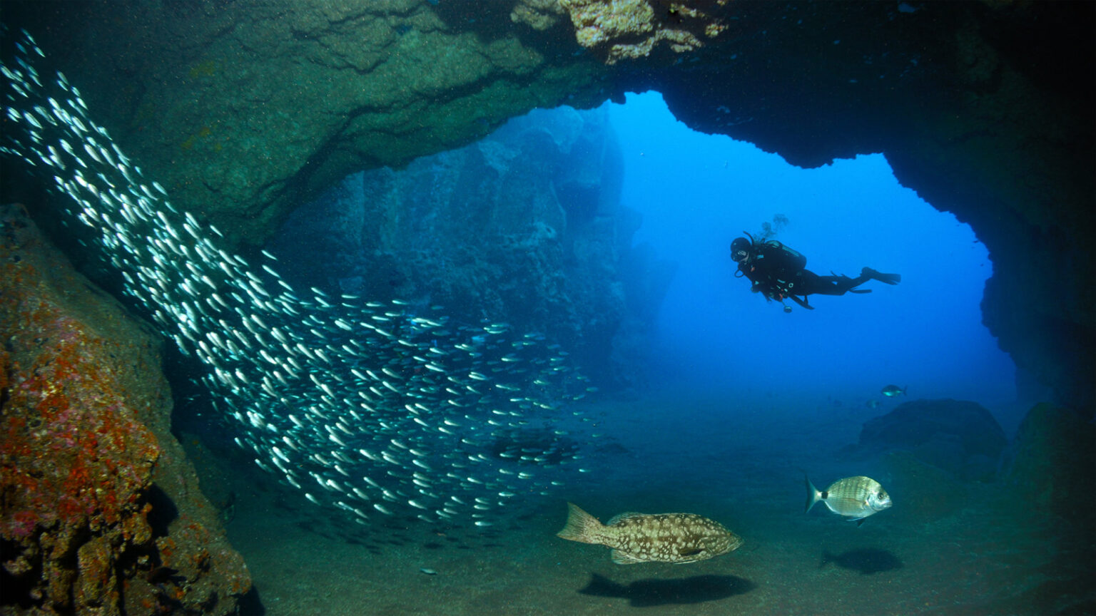 Manta Diving Madeira Höhle