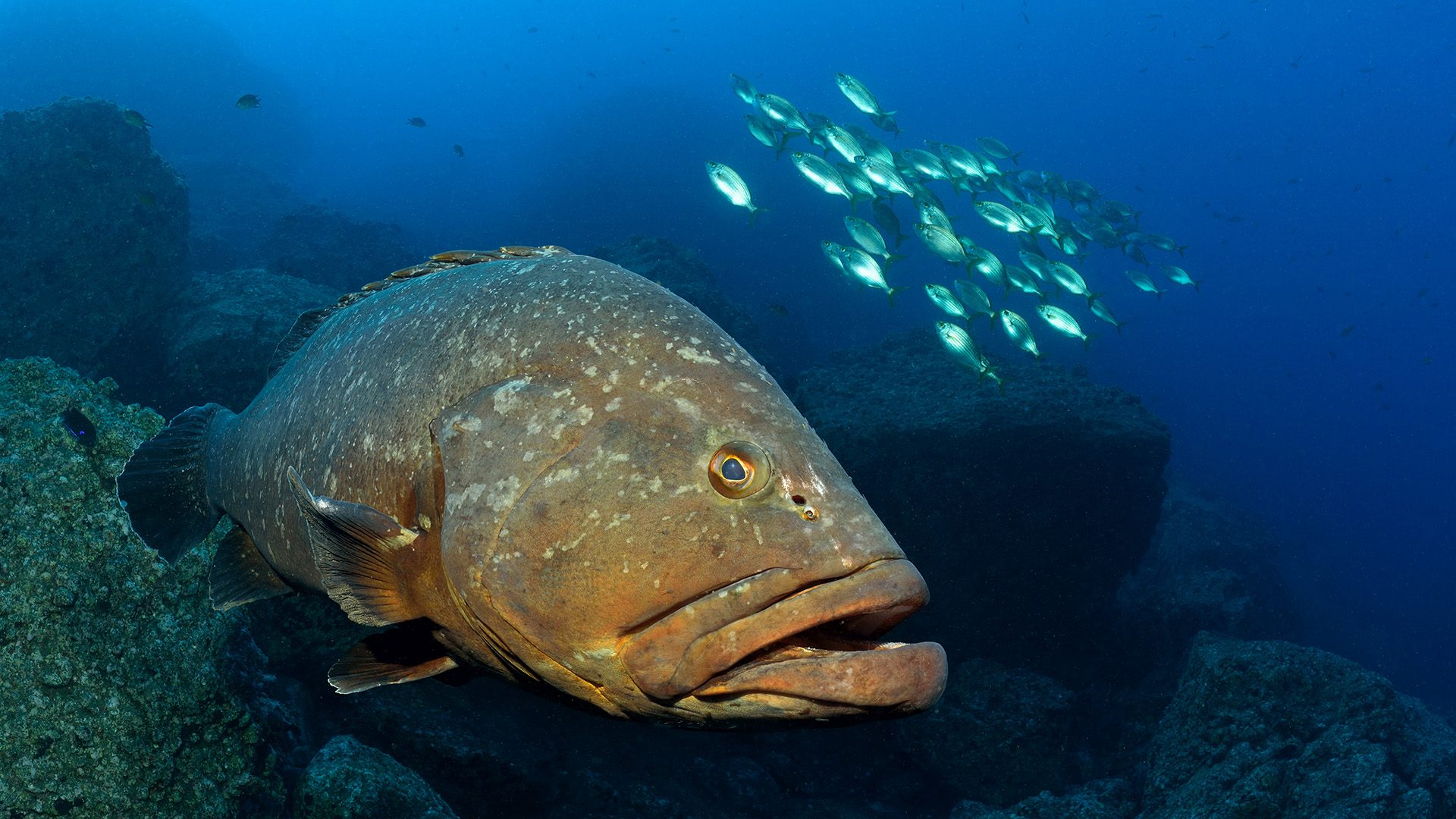 Manta Diving Madeira Zackenbarsch