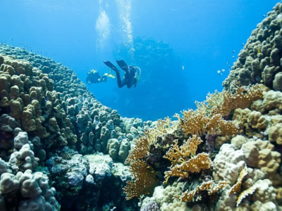 Coraya Divers Marsa Alam