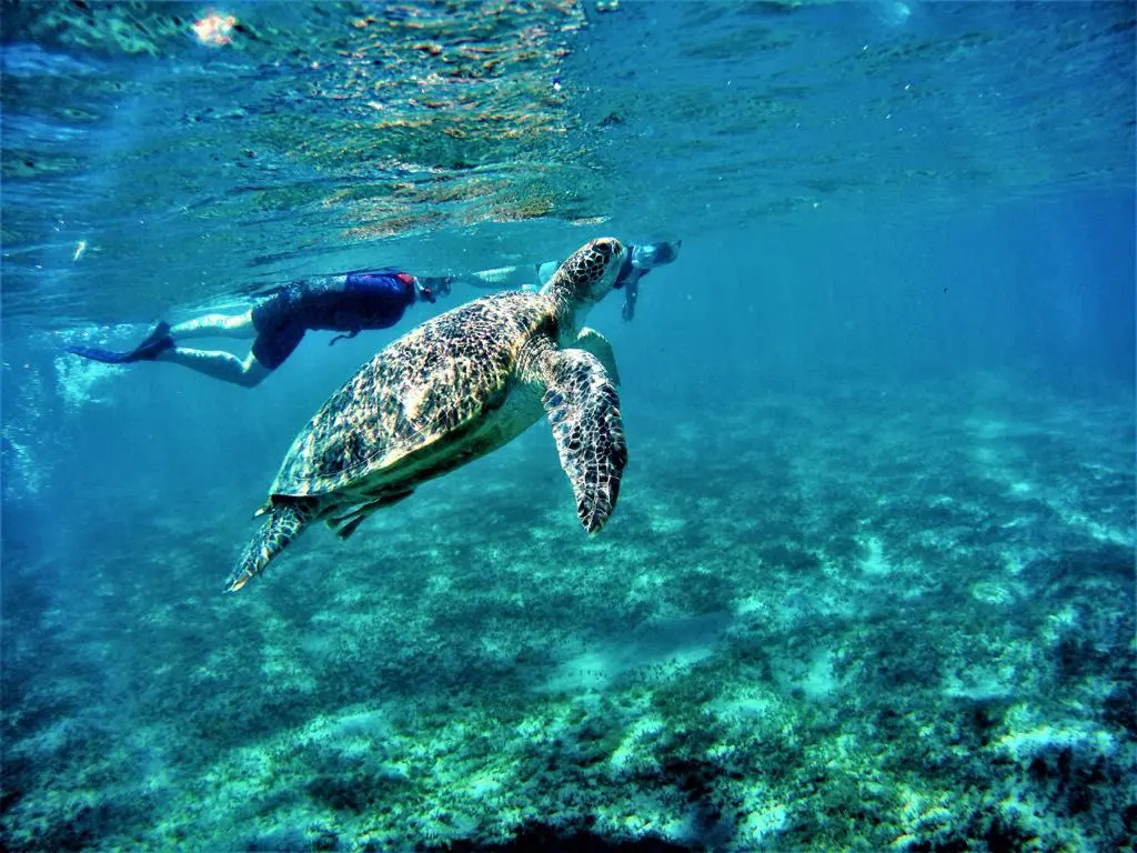 Coraya Divers Marsa Alam Turtle