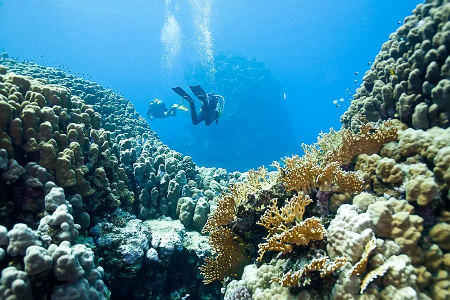 Coraya Divers Marsa Alam