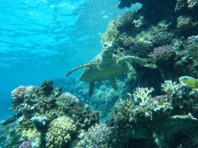 Egypt Sea Explorer Diving Center Sea Turtle