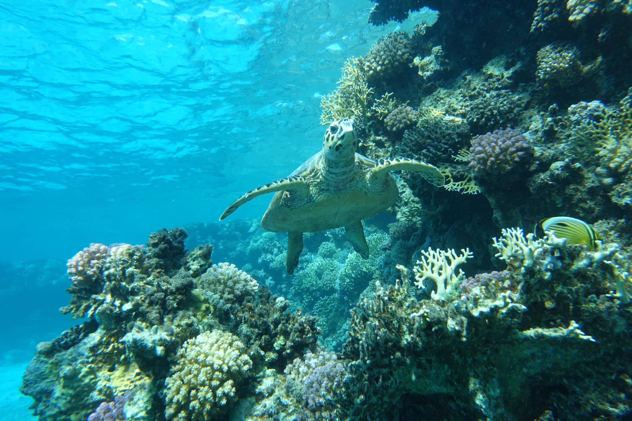 Egypt Sea Explorer Diving Center Sea Turtle