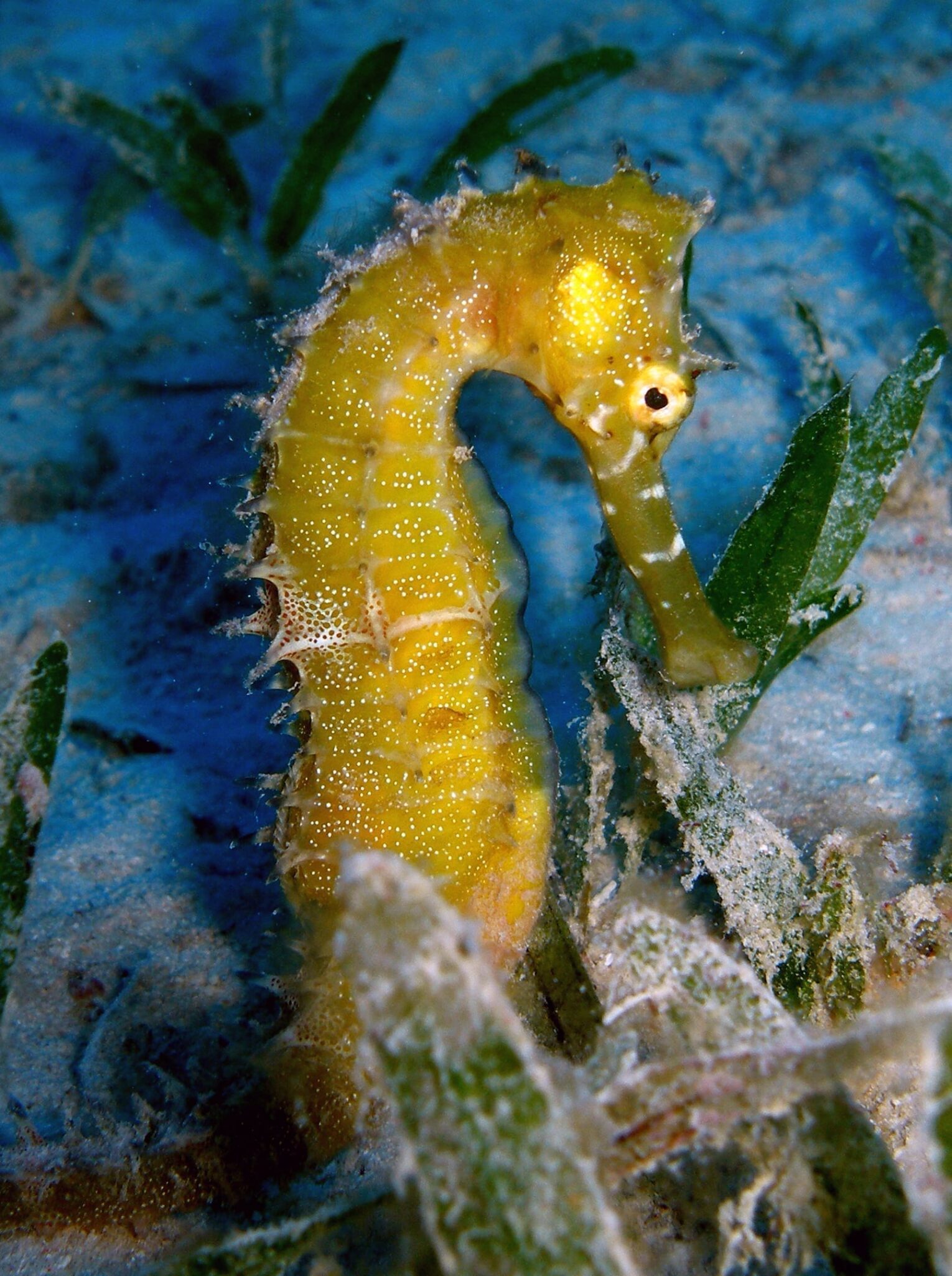 Big Blue Diving Unterwasser