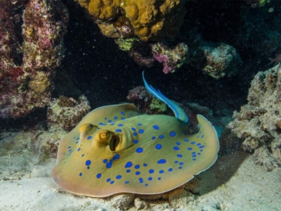 TGI Diving Marsa Alam Rochen