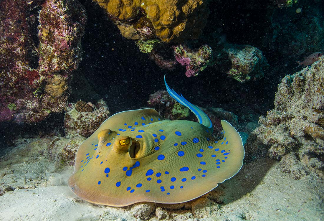 TGI Diving Marsa Alam Rochen