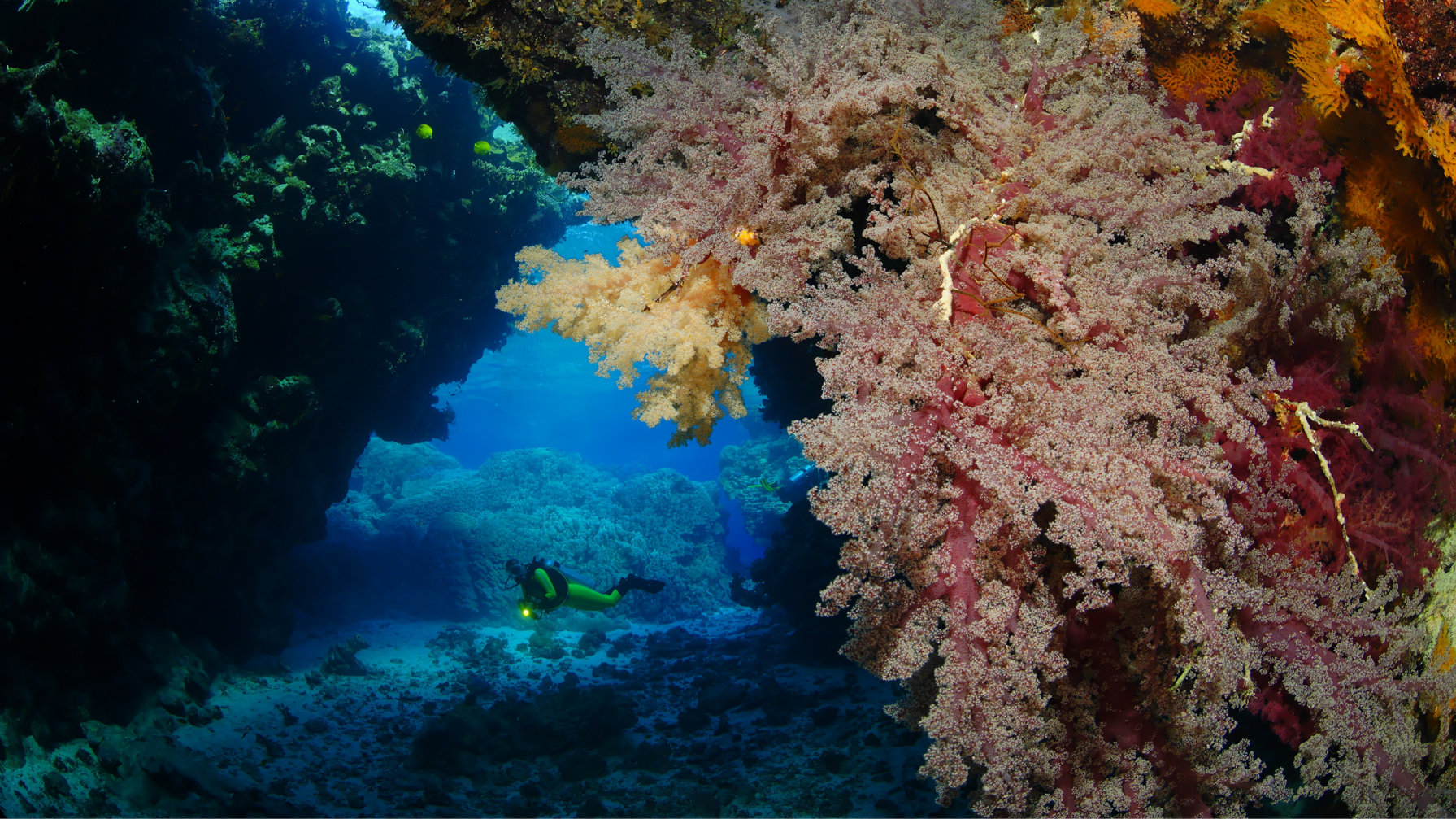 Dive Connection El Gouna