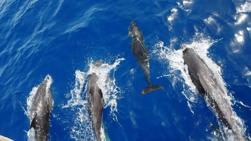 Euro Divers Lanzarote Delfine