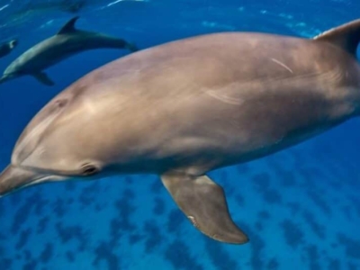 Extra Divers Makadi Bay Dolphins