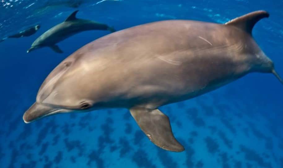 Extra Divers Makadi Bay Dolphins