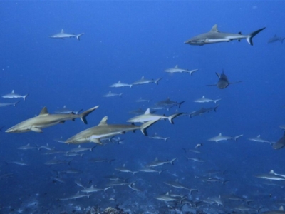 Dive Ocean Makunudu Haie