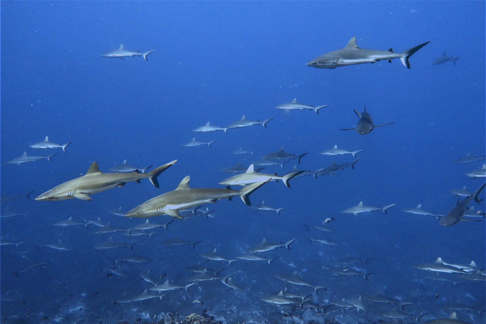 Dive Ocean Makunudu Haie