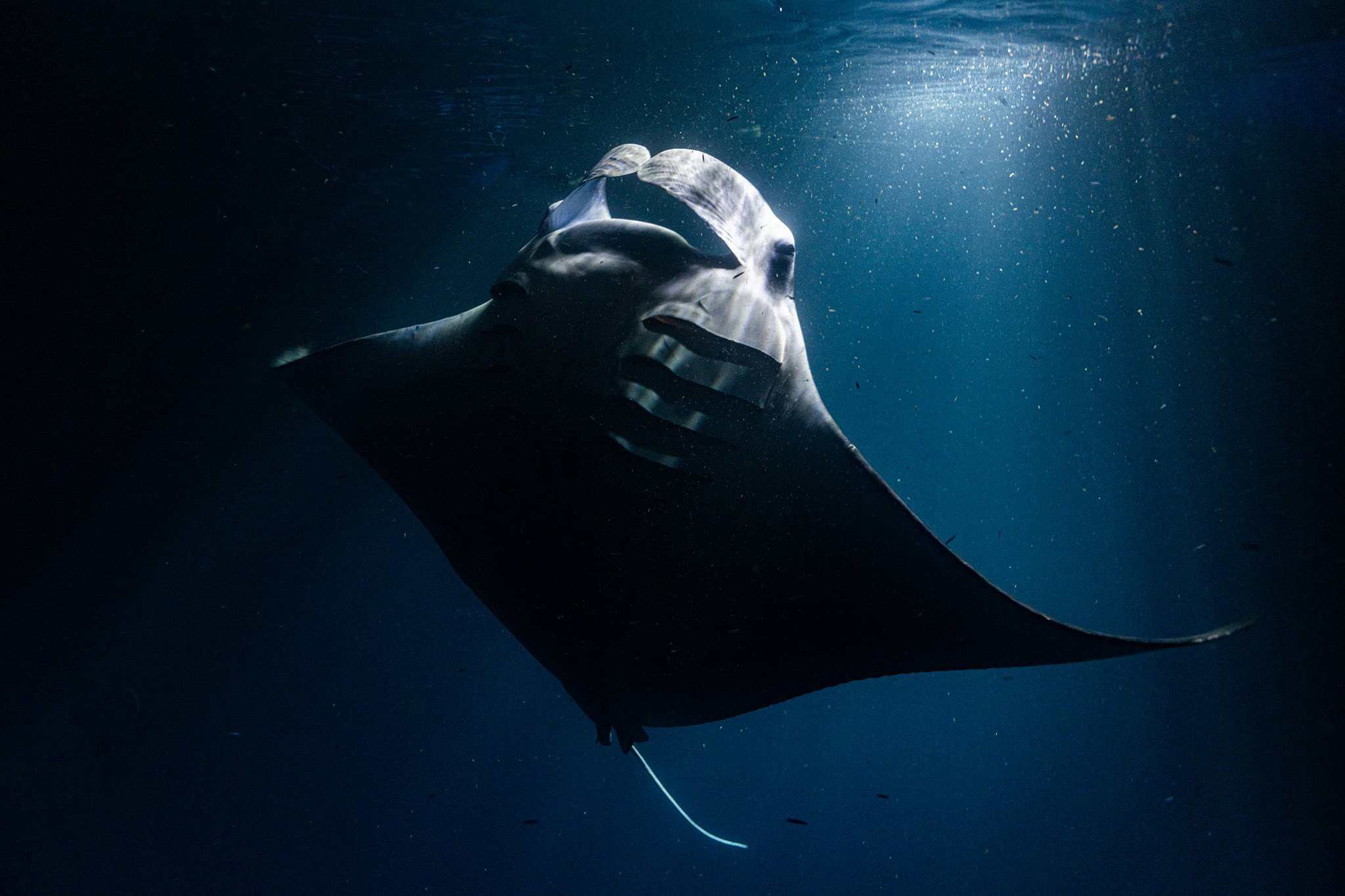 Dive Ocean Makunudu Manta