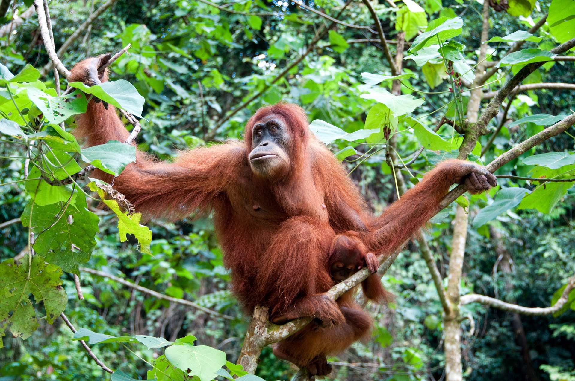 Kalimantan Orang Utang