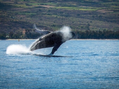 La Réunion Schwertwal