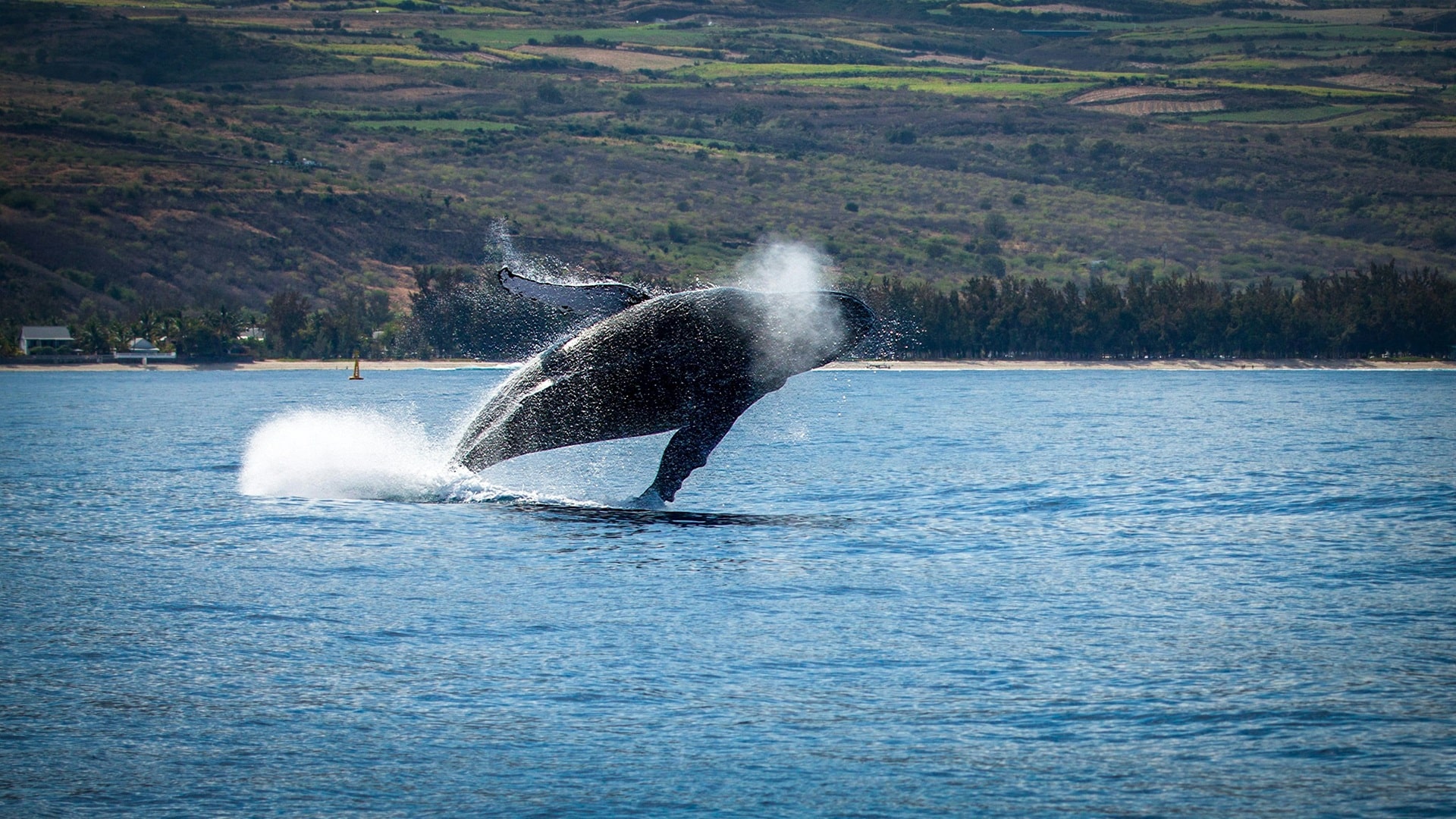 La Réunion Schwertwal