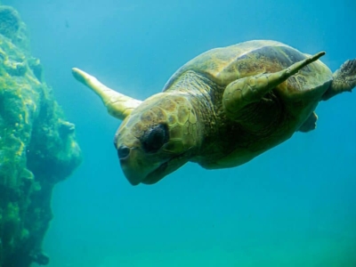 La Réunion Sea Turtle