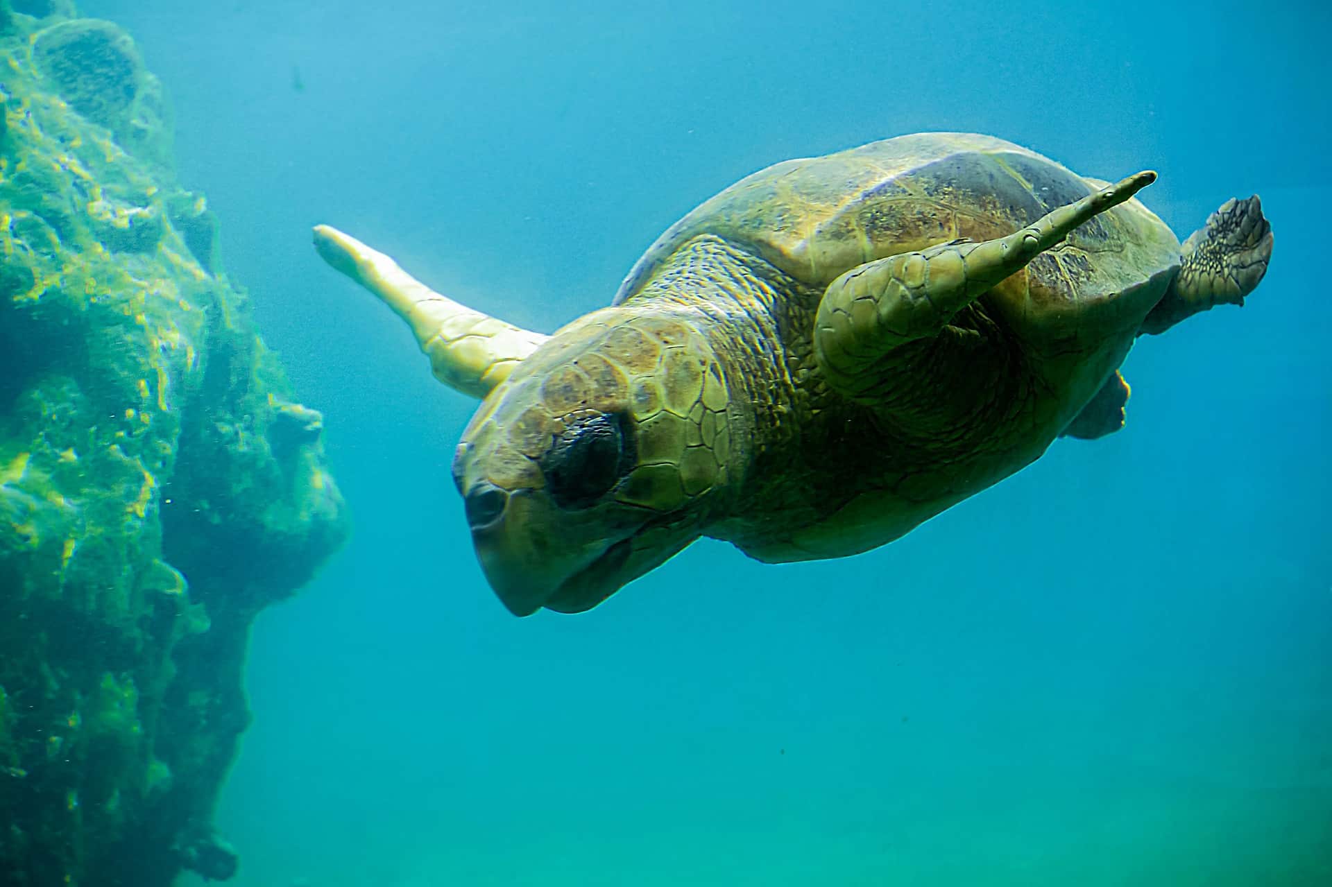 La Réunion Sea Turtle