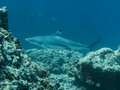 Lanta Diver Unterwasser