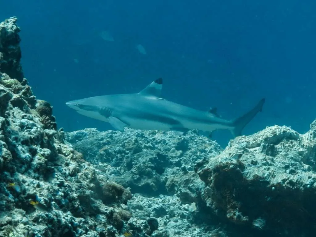 Lanta Diver Unterwasser