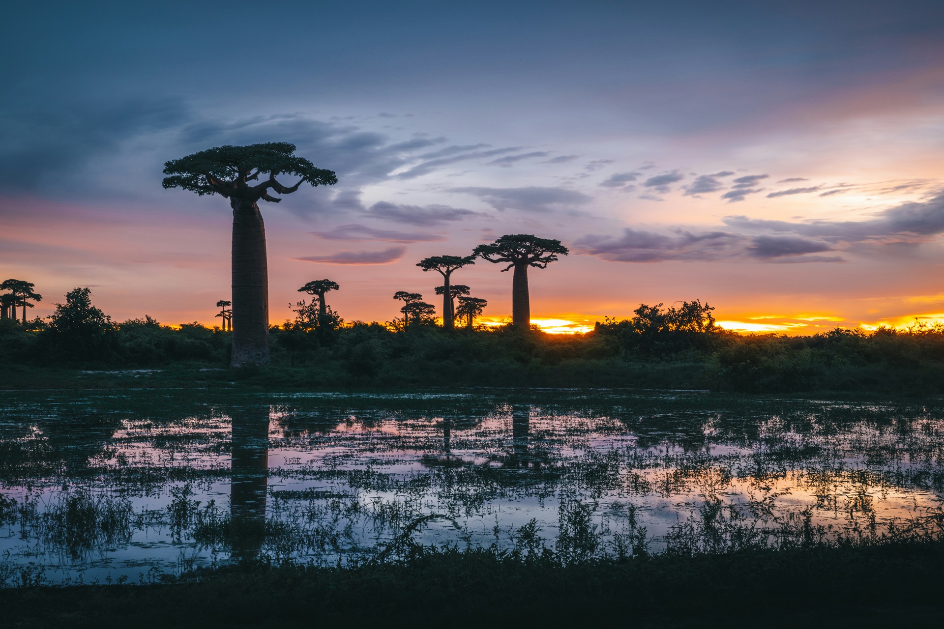 Madagaskar Baobab Bäume