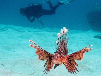 Orca Dive Club Mauritius Unterwasser