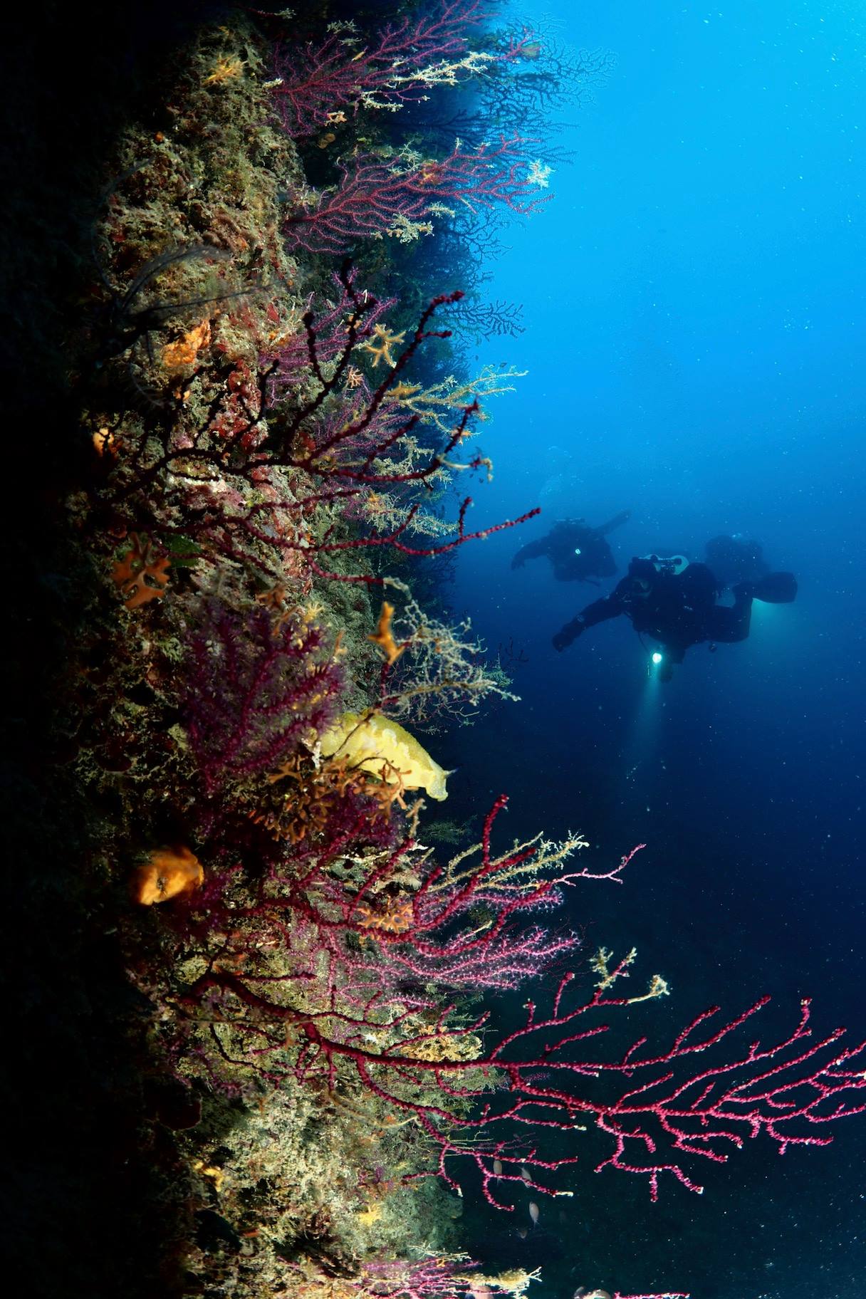 Portofino Divers Taucher