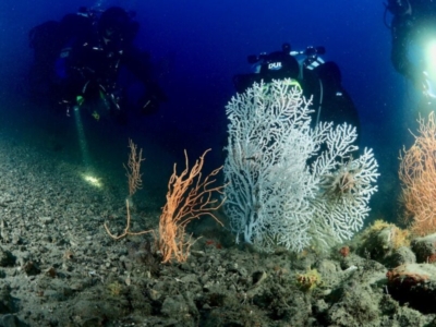 Portofino Divers Unterwasser