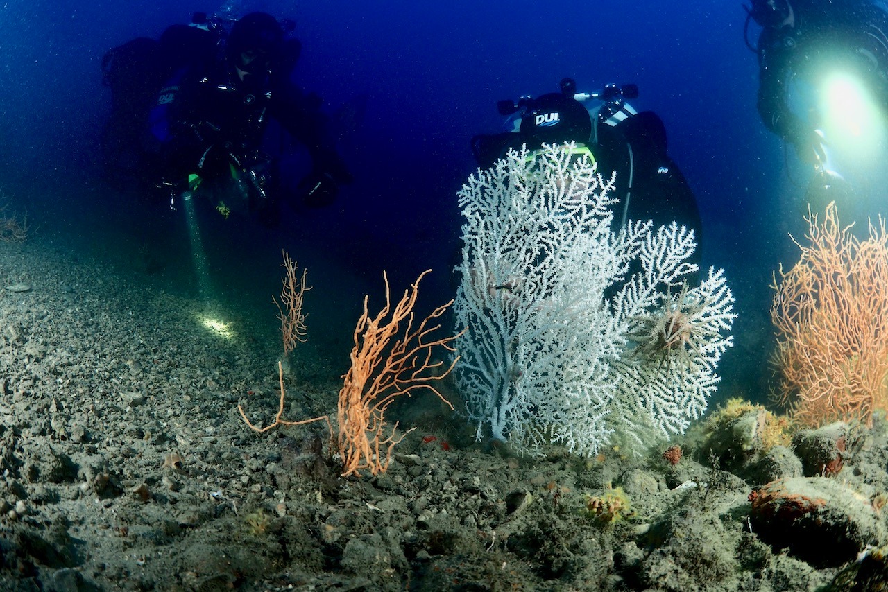 Portofino Divers Unterwasser