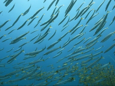 Bora Dive Sainte Marie Unterwasser