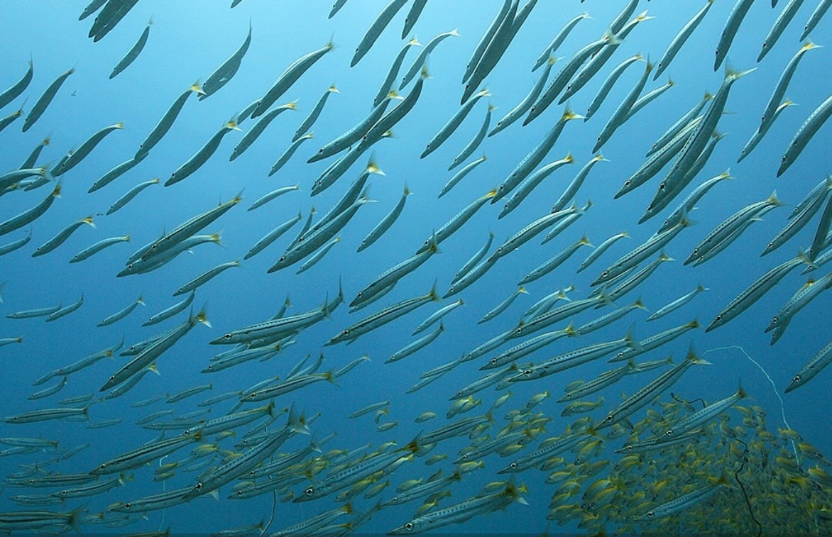 Bora Dive Sainte Marie Unterwasser