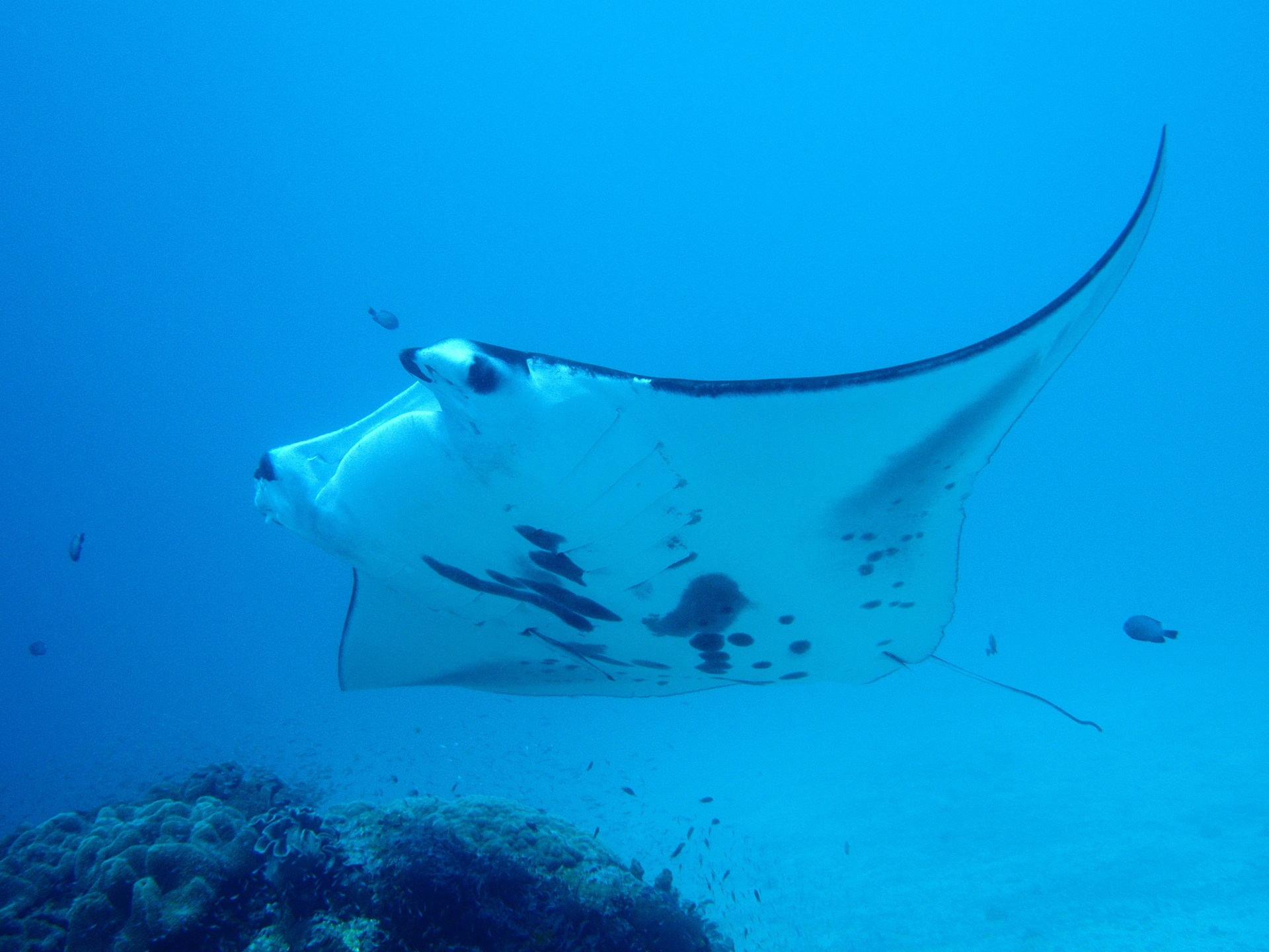 Raja Ampat Manta