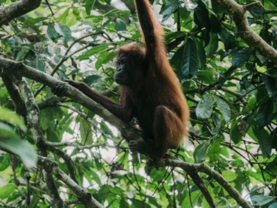 Sabah Orang Utang