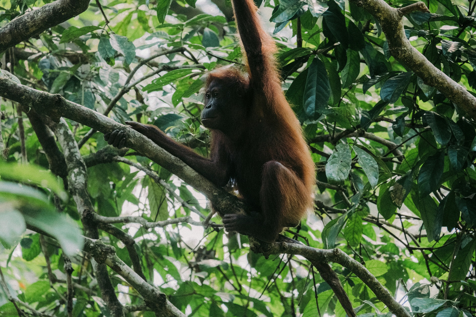 Sabah Orang Utang