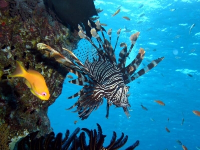 Sea Bees Khao Lak Unterwasser