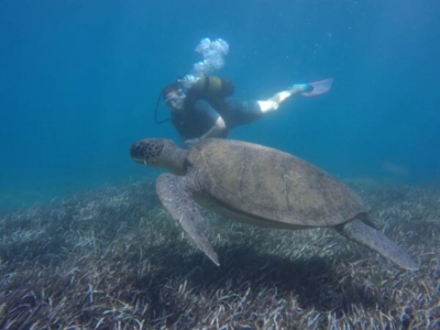 Side Azur Dive Center Turtle