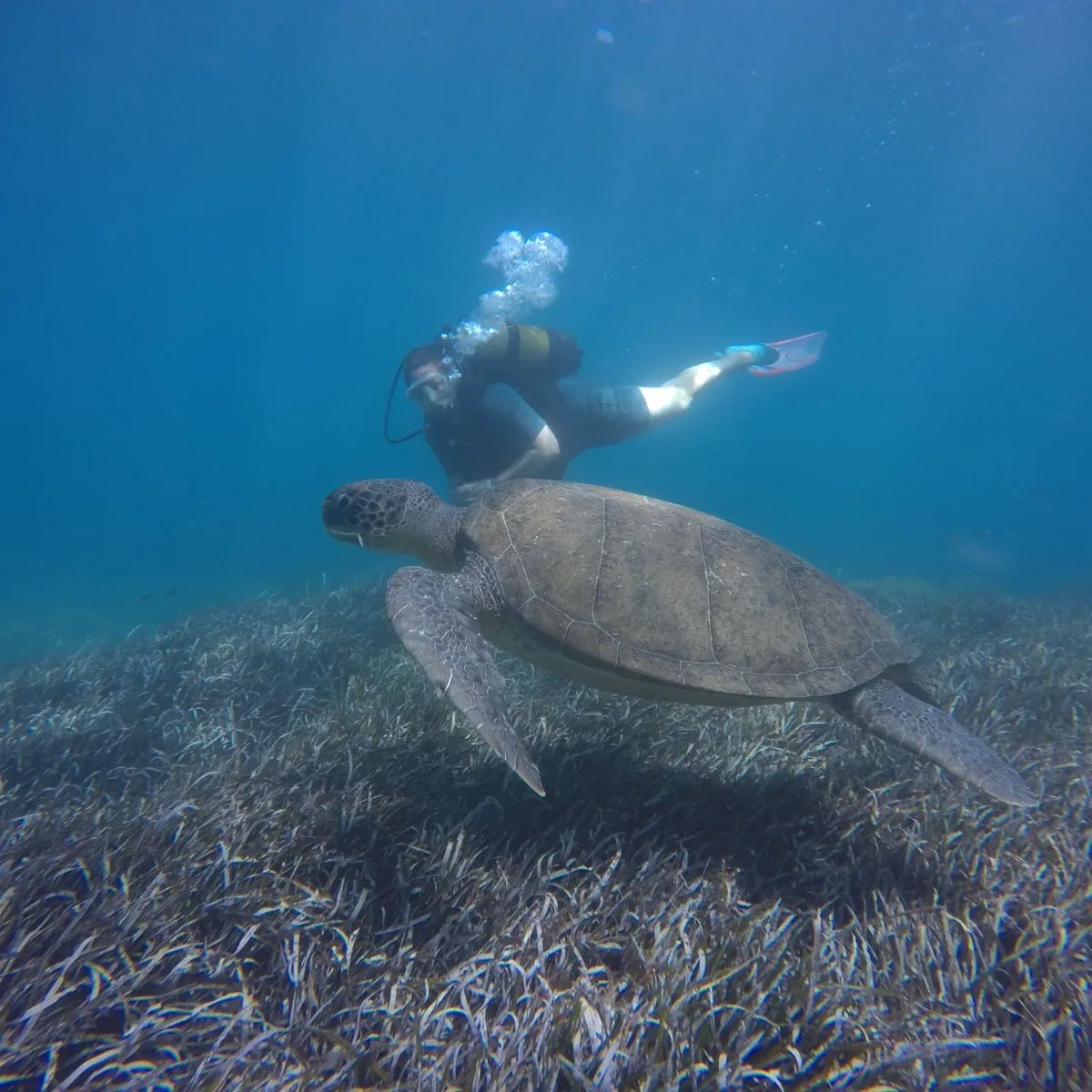 Side Azur Dive Center Turtle