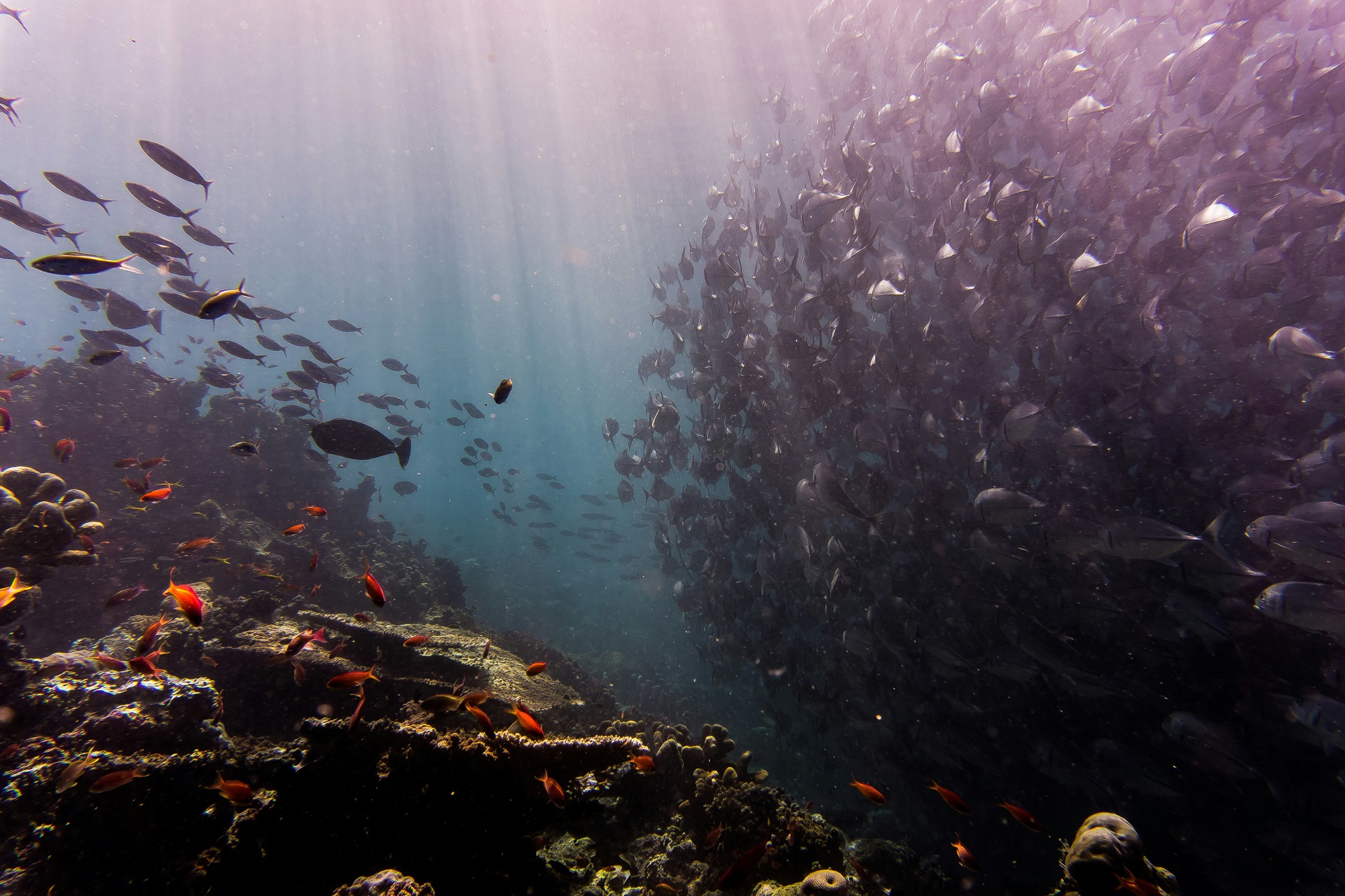 Sipadan Unterwasser