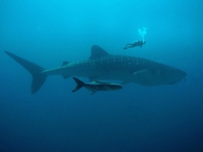 Walhai Similan Islands