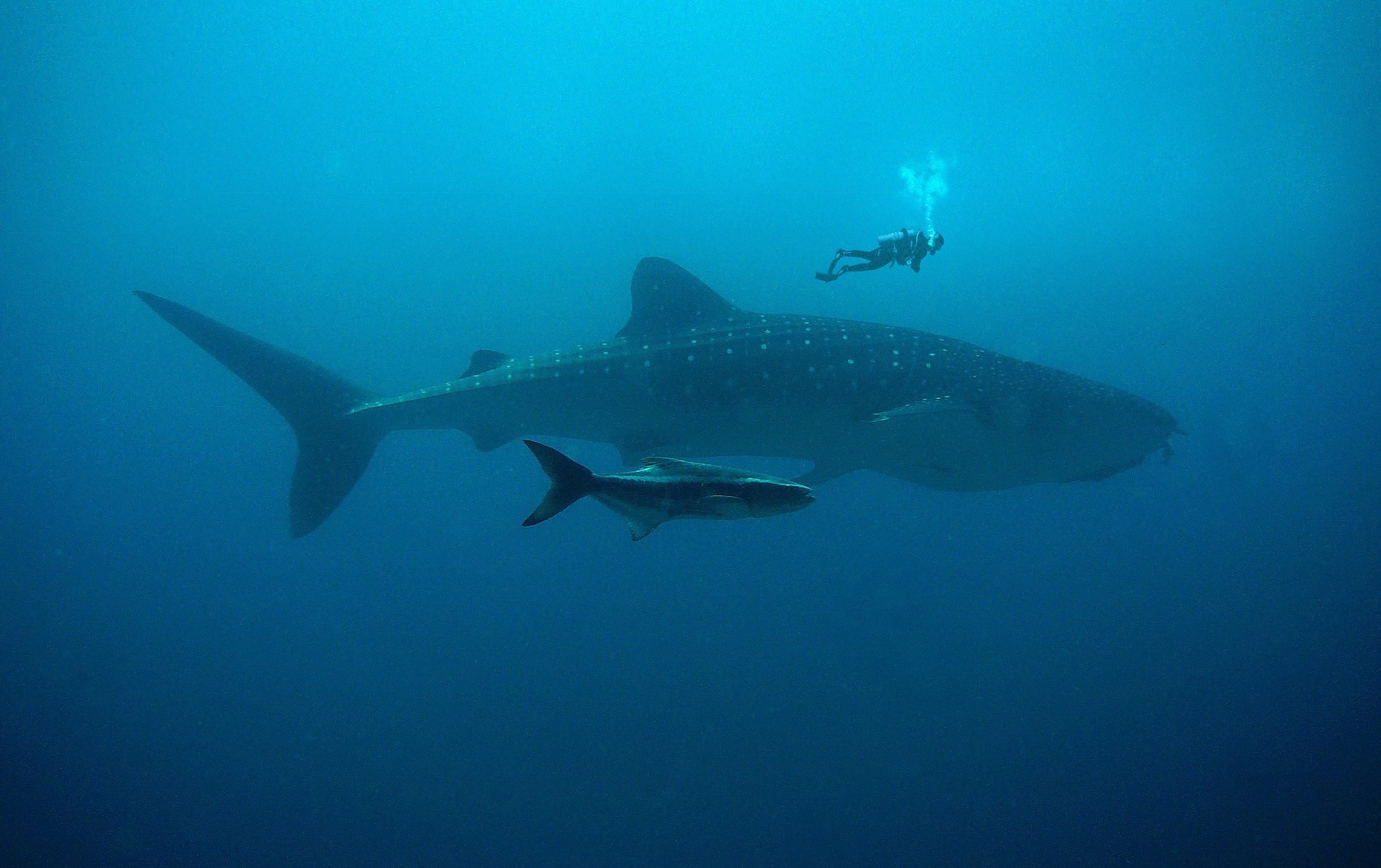 Walhai Similan Islands