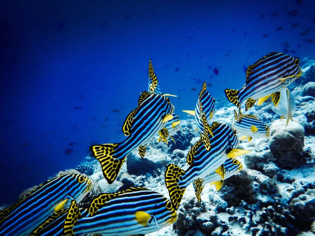 Dive and Sail Elaidhoo Süsslippen