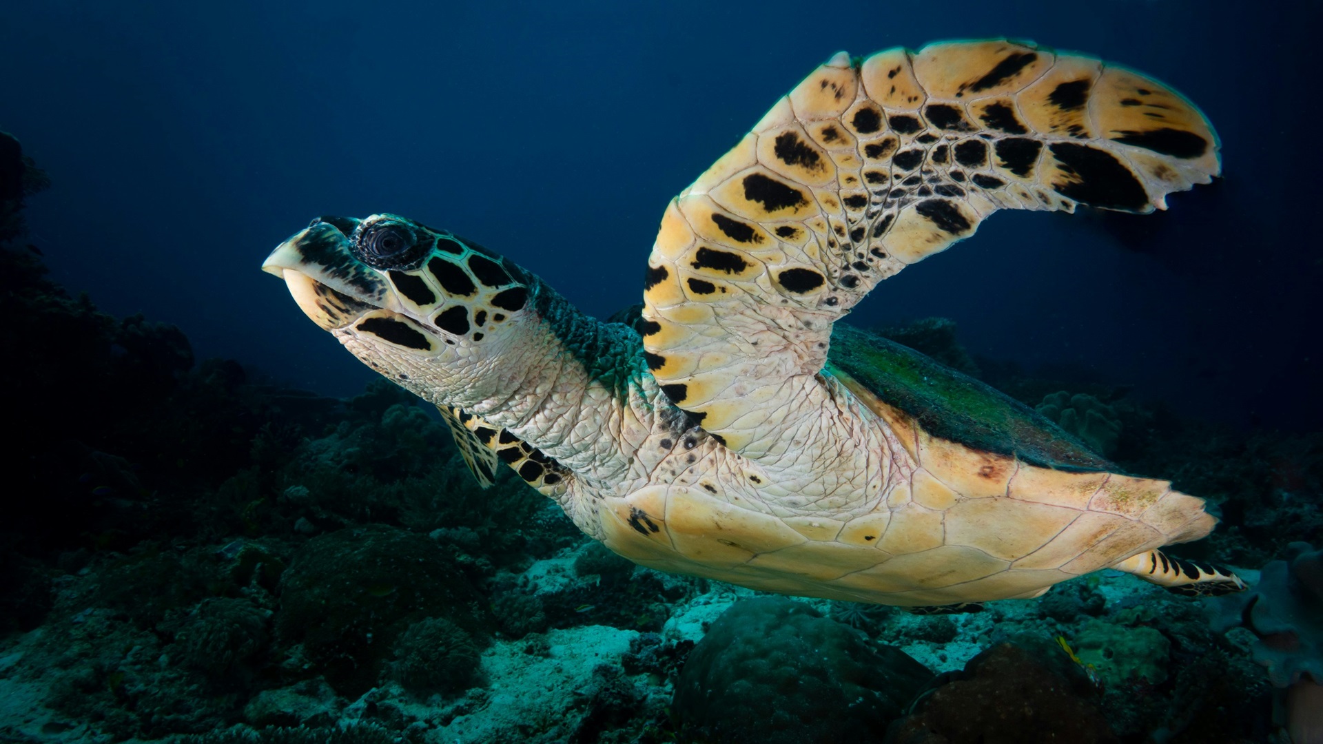 Lankayan Dive Center Unterwasser