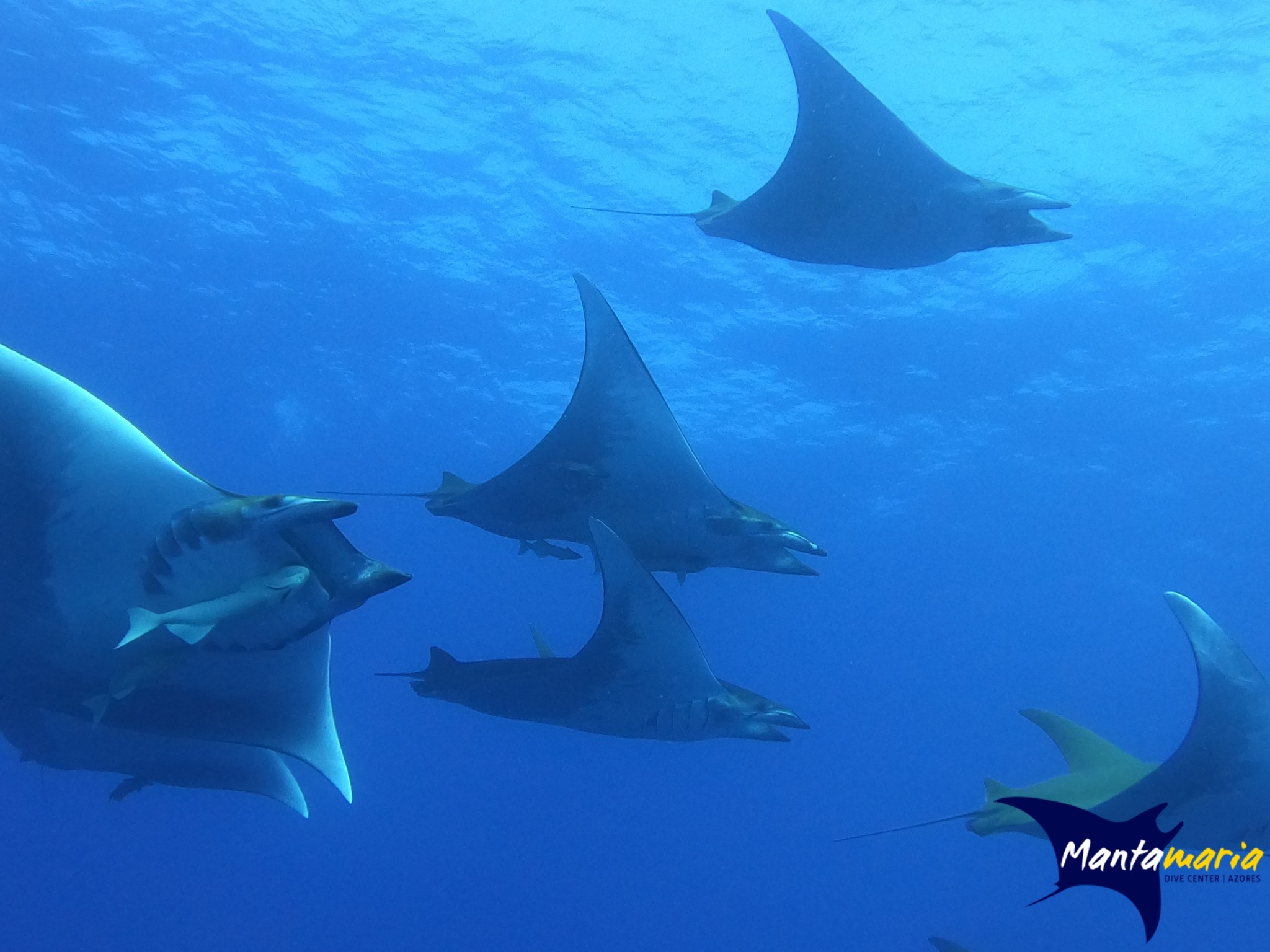 Mantamaria Diving Center Manta