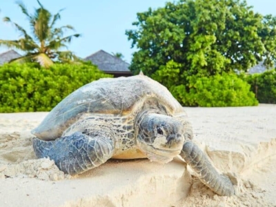 Prodivers Kuredu Schildkröte