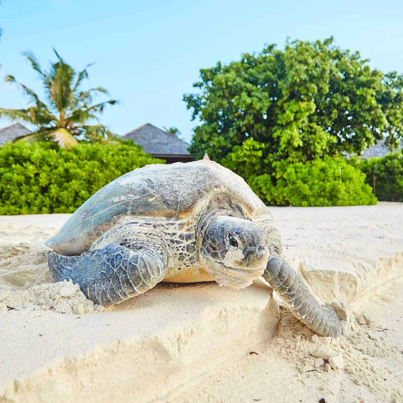 Prodivers Kuredu Schildkröte